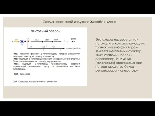 Схема негативной индукции Жакоба и Моно Эта схема называется так потому,