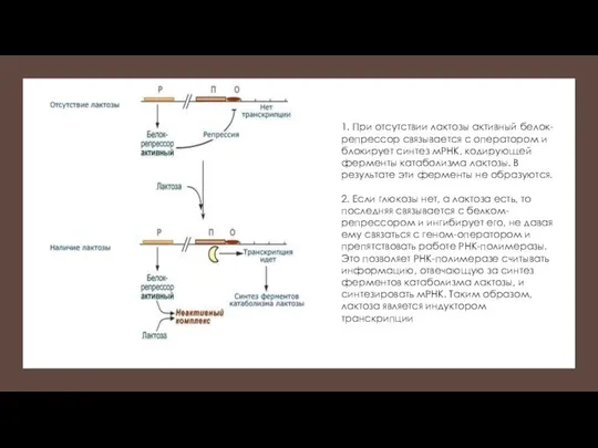1. При отсутствии лактозы активный белок-репрессор связывается с оператором и блокирует
