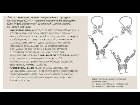 Высоко консервативные, специальные структуры, связывающие ДНК и названные цинковыми пальцами (Zinc