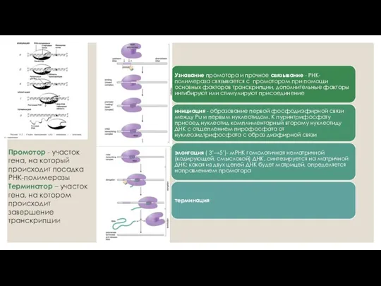 Промотор - участок гена, на который происходит посадка РНК-полимеразы Терминатор –