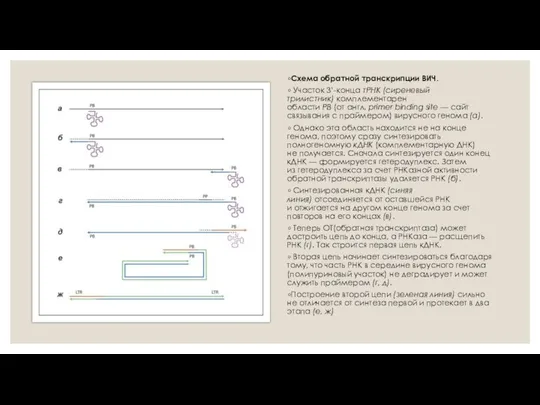 Схема обратной транскрипции ВИЧ. Участок 3’-конца тРНК (сиреневый трилистник) комплементарен области