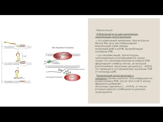 Терминация У бактерий есть два механизма терминации транскрипции: – ро-зависимый механизм,