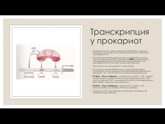 Транскрипция у прокариот Прокариоты не имеют ядерной мембраны, поэтому процессы транскрипции,