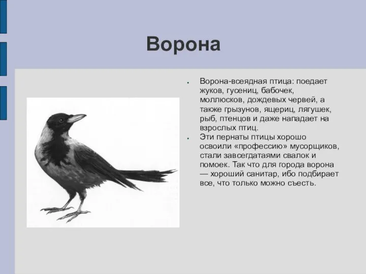 Ворона Ворона-всеядная птица: поедает жуков, гусениц, бабочек, моллюсков, дождевых червей, а