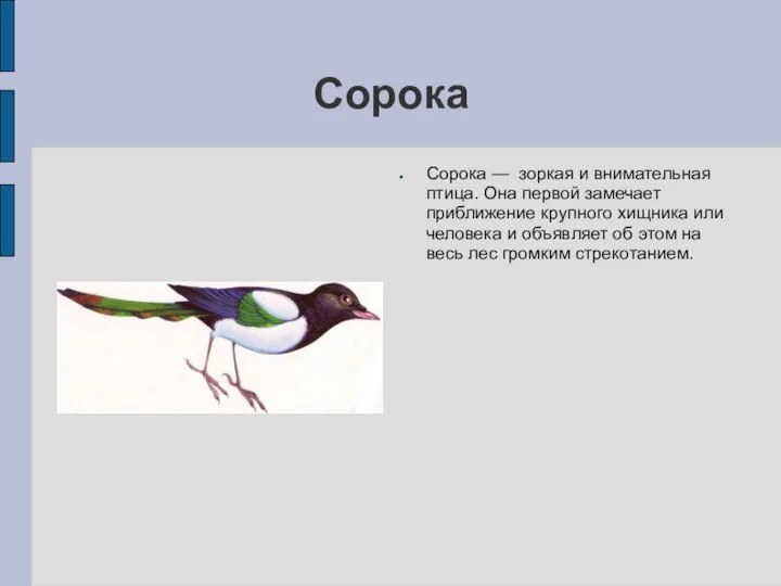 Сорока Сорока — зоркая и внимательная птица. Она первой замечает приближение