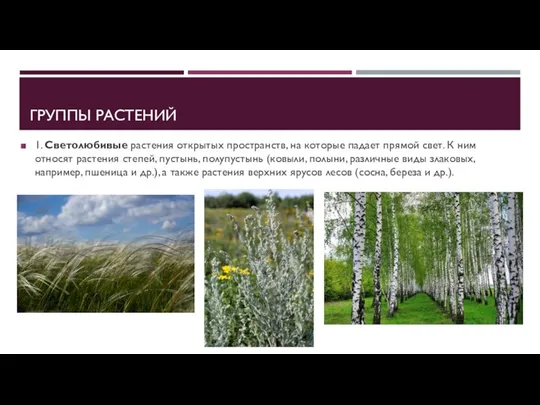 ГРУППЫ РАСТЕНИЙ 1. Светолюбивые растения открытых пространств, на которые падает прямой