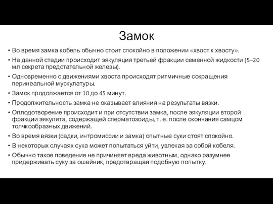 Замок Во время замка кобель обычно стоит спокойно в положении «хвост