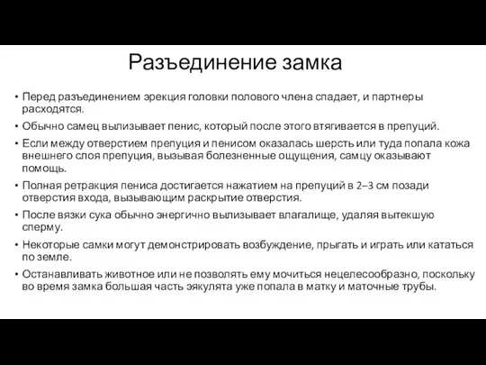 Разъединение замка Перед разъединением эрекция головки полового члена спадает, и партнеры