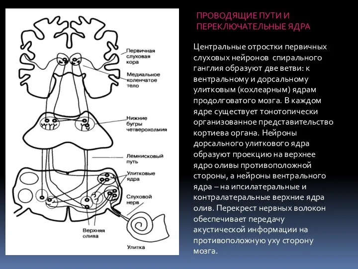 ПРОВОДЯЩИЕ ПУТИ И ПЕРЕКЛЮЧАТЕЛЬНЫЕ ЯДРА Центральные отростки первичных слуховых нейронов спирального