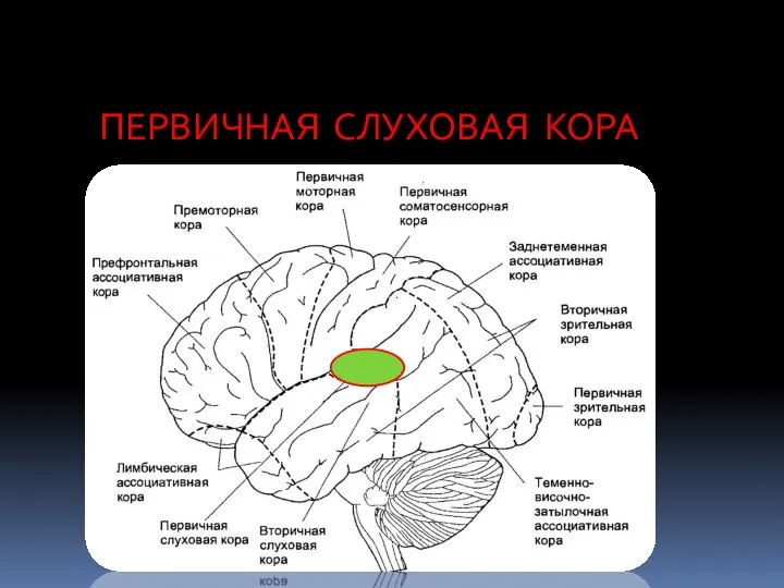 ПЕРВИЧНАЯ СЛУХОВАЯ КОРА