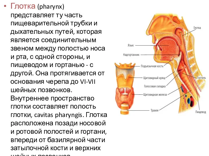 Глотка (pharynx) представляет ту часть пищеварительной трубки и дыхательных путей, которая