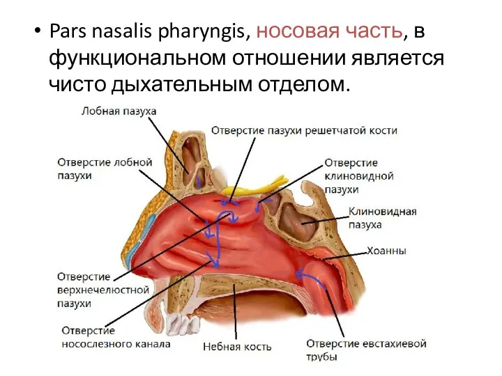 Pars nasalis pharyngis, носовая часть, в функциональном отношении является чисто дыхательным отделом.