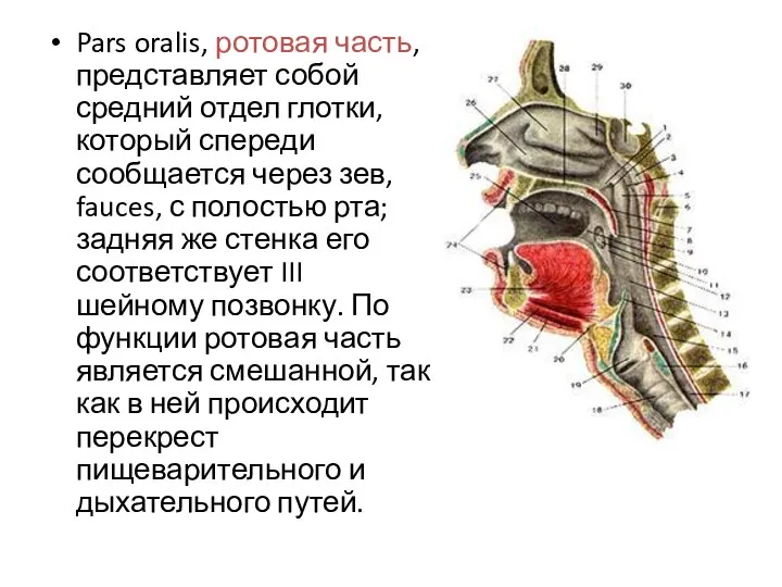 Pars oralis, ротовая часть, представляет собой средний отдел глотки, который спереди