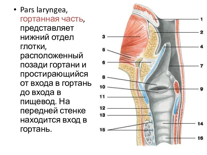 Pars laryngea, гортанная часть, представляет нижний отдел глотки, расположенный позади гортани