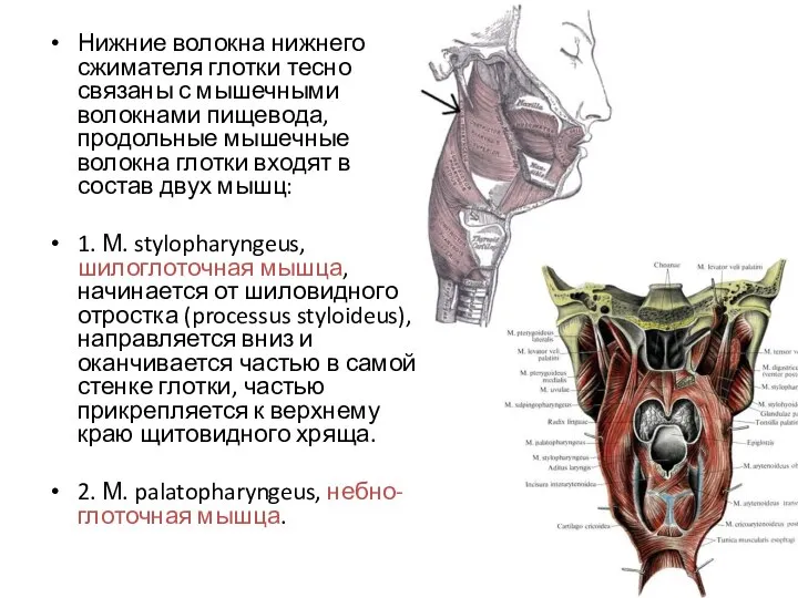 Нижние волокна нижнего сжимателя глотки тесно связаны с мышечными волокнами пищевода,