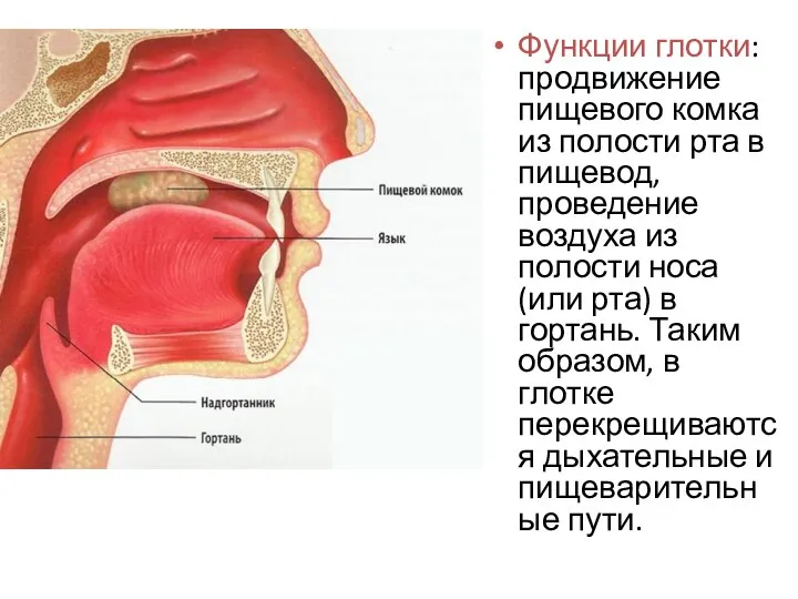 Функции глотки: продвижение пищевого комка из полости рта в пищевод, проведение