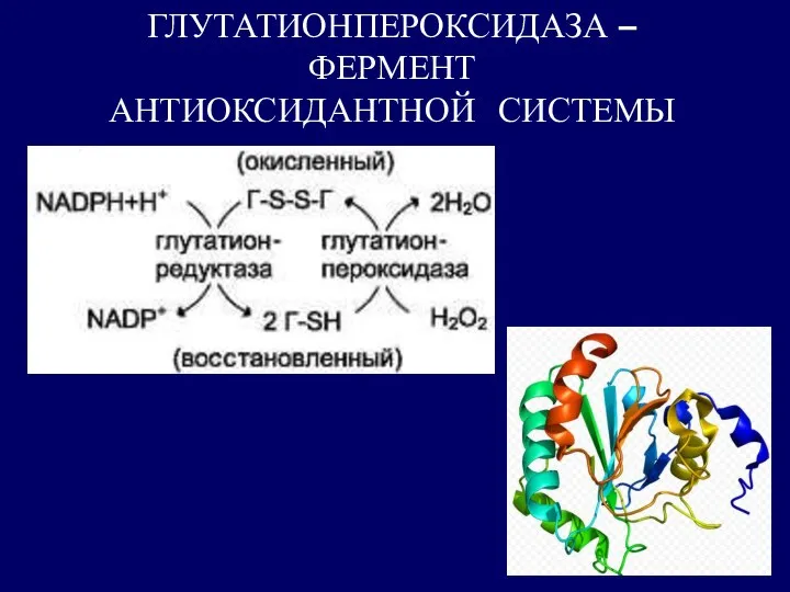 ГЛУТАТИОНПЕРОКСИДАЗА – ФЕРМЕНТ АНТИОКСИДАНТНОЙ СИСТЕМЫ