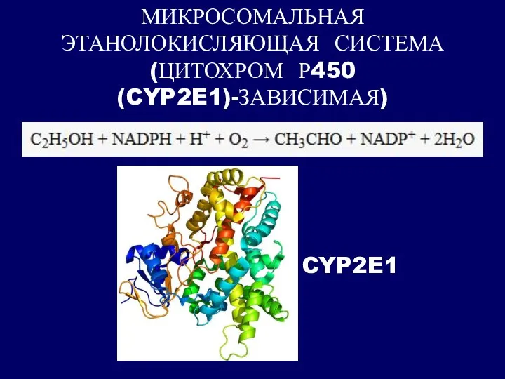 МИКРОСОМАЛЬНАЯ ЭТАНОЛОКИСЛЯЮЩАЯ СИСТЕМА (ЦИТОХРОМ Р450 (CYP2E1)-ЗАВИСИМАЯ) CYP2E1