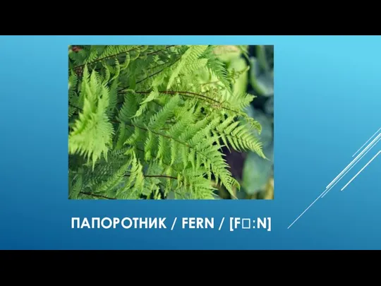 ПАПОРОТНИК / FERN / [FꞫːN]