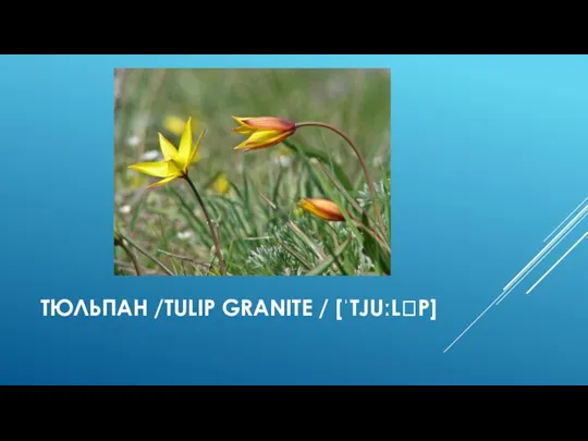 ТЮЛЬПАН /TULIP GRANITE / [ˈTJUːLꞮP]