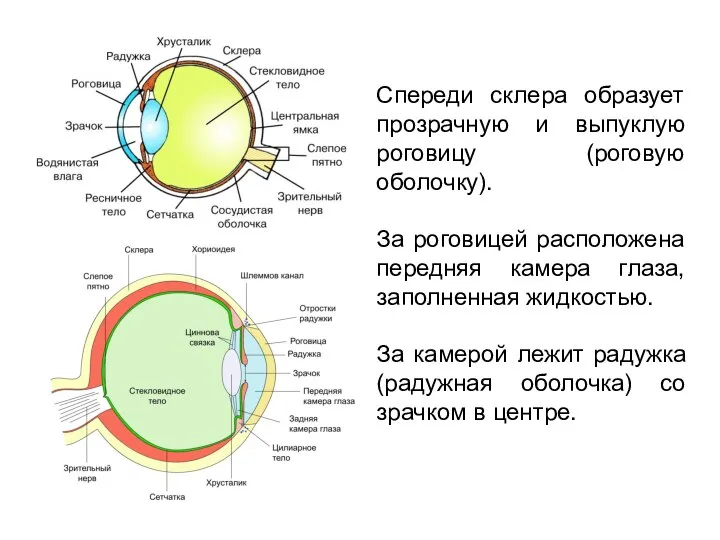 Спереди склера образует прозрачную и выпуклую роговицу (роговую оболочку). За роговицей