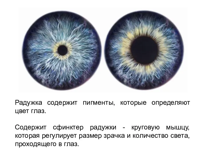 Радужка содержит пигменты, которые определяют цвет глаз. Содержит сфинктер радужки -
