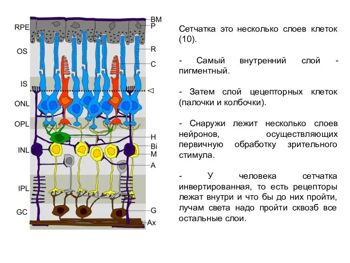 Сетчатка это несколько слоев клеток (10). - Самый внутренний слой -