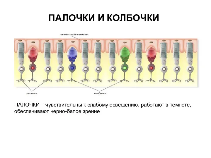 ПАЛОЧКИ И КОЛБОЧКИ ПАЛОЧКИ – чувствительны к слабому освещению, работают в темноте, обеспечивают черно-белое зрение