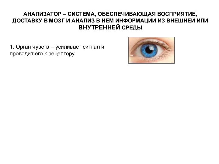 АНАЛИЗАТОР – СИСТЕМА, ОБЕСПЕЧИВАЮЩАЯ ВОСПРИЯТИЕ, ДОСТАВКУ В МОЗГ И АНАЛИЗ В