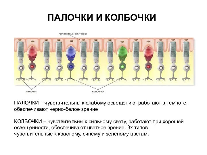 ПАЛОЧКИ И КОЛБОЧКИ ПАЛОЧКИ – чувствительны к слабому освещению, работают в