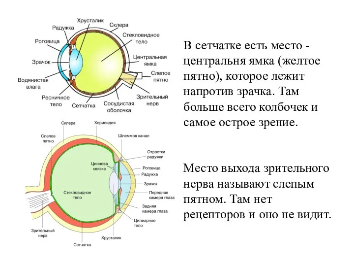 В сетчатке есть место - центральня ямка (желтое пятно), которое лежит