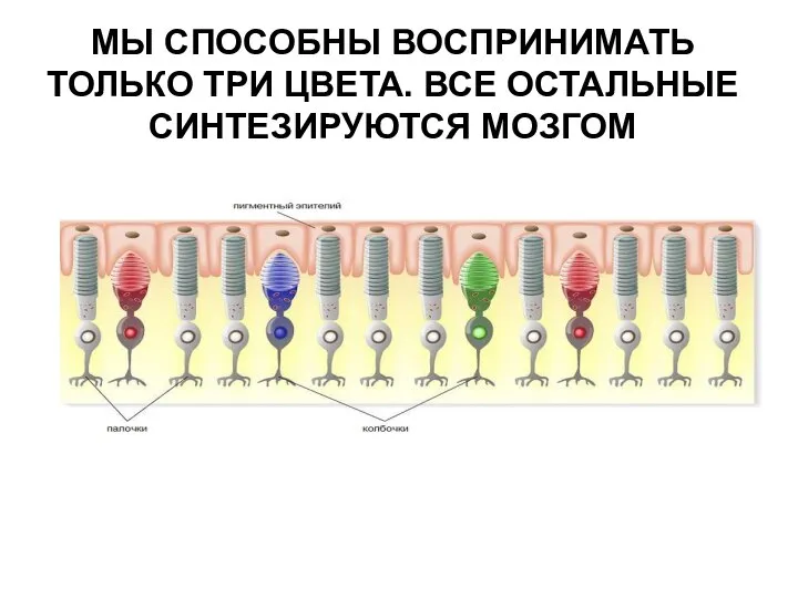 МЫ СПОСОБНЫ ВОСПРИНИМАТЬ ТОЛЬКО ТРИ ЦВЕТА. ВСЕ ОСТАЛЬНЫЕ СИНТЕЗИРУЮТСЯ МОЗГОМ