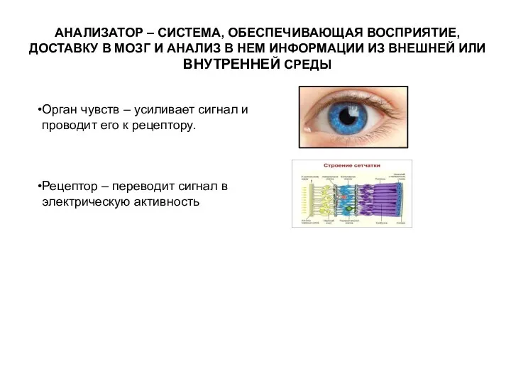 АНАЛИЗАТОР – СИСТЕМА, ОБЕСПЕЧИВАЮЩАЯ ВОСПРИЯТИЕ, ДОСТАВКУ В МОЗГ И АНАЛИЗ В