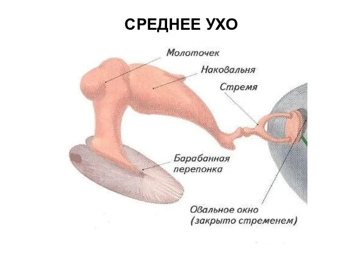 СРЕДНЕЕ УХО