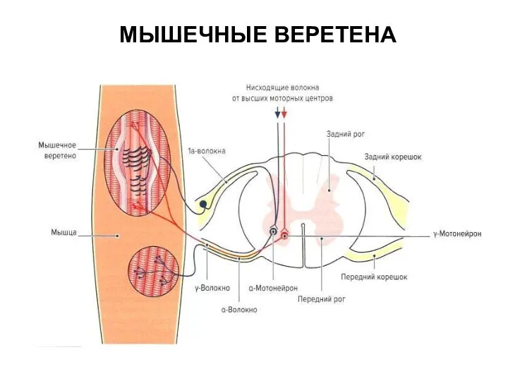 МЫШЕЧНЫЕ ВЕРЕТЕНА