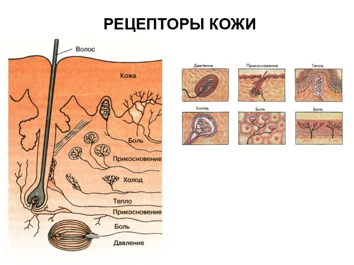 РЕЦЕПТОРЫ КОЖИ