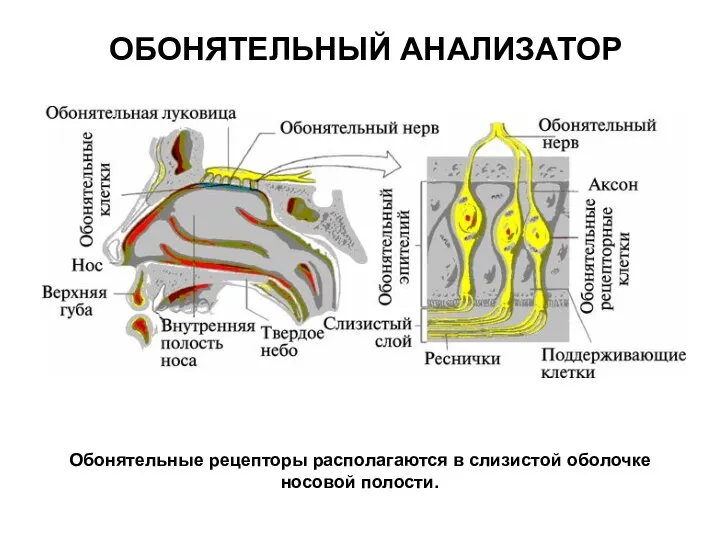 ОБОНЯТЕЛЬНЫЙ АНАЛИЗАТОР Обонятельные рецепторы располагаются в слизистой оболочке носовой полости.