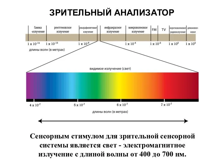 ЗРИТЕЛЬНЫЙ АНАЛИЗАТОР Сенсорным стимулом для зрительной сенсорной системы является свет -