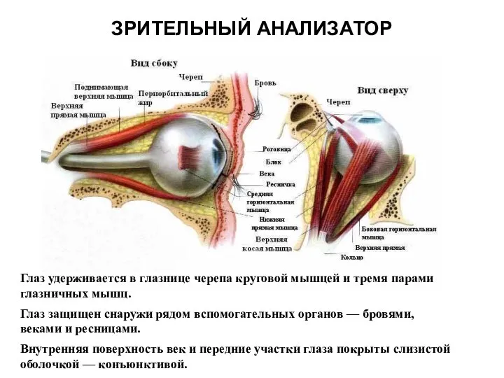 ЗРИТЕЛЬНЫЙ АНАЛИЗАТОР Глаз удерживается в глазнице черепа круговой мышцей и тремя