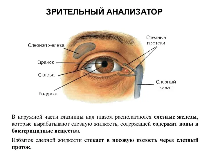 ЗРИТЕЛЬНЫЙ АНАЛИЗАТОР В наружной части глазницы над глазом располагаются слезные железы,