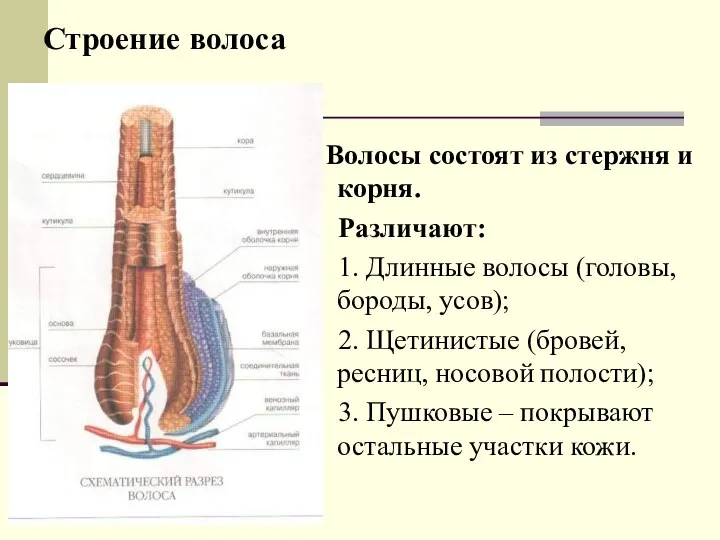 Строение волоса Волосы состоят из стержня и корня. Различают: 1. Длинные