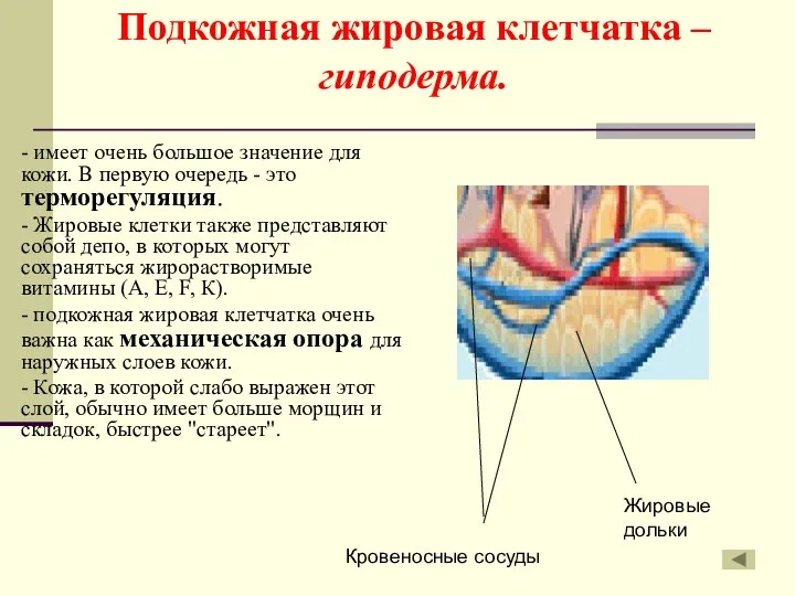 Подкожная жировая клетчатка – гиподерма. - имеет очень большое значение для