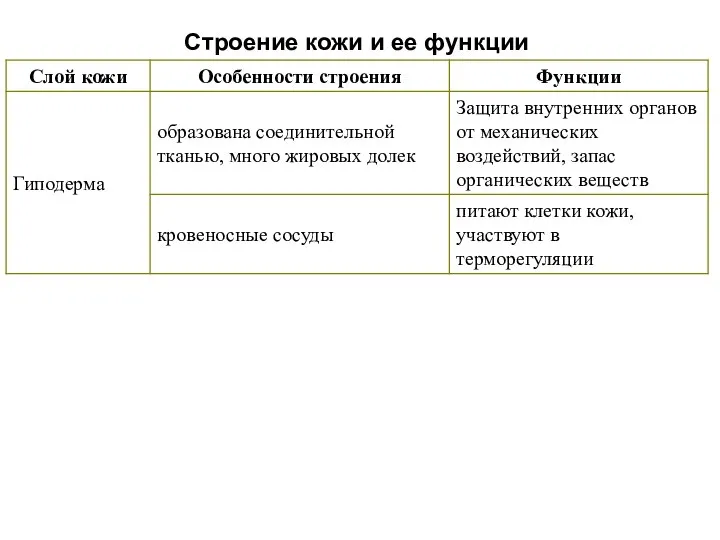 Строение кожи и ее функции