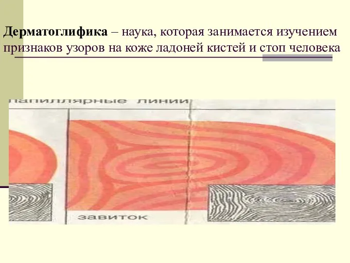 Дерматоглифика – наука, которая занимается изучением признаков узоров на коже ладоней кистей и стоп человека