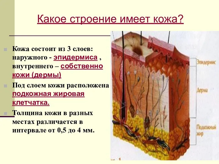 Кожа состоит из 3 слоев: наружного - эпидермиса , внутреннего –