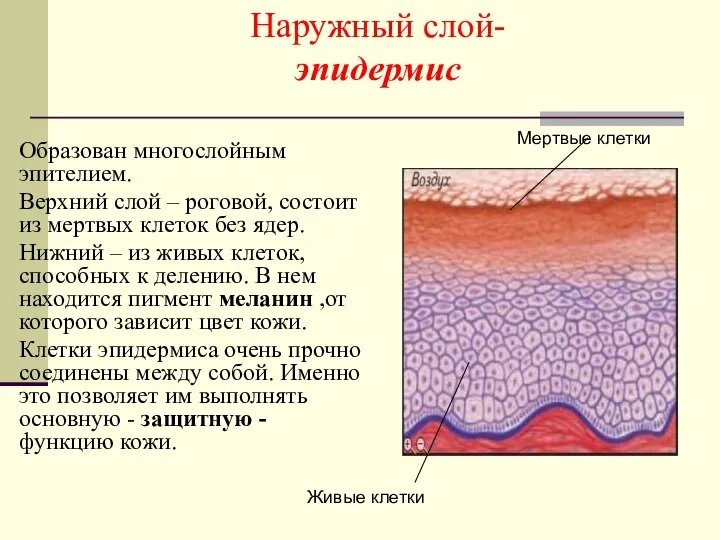 Наружный слой- эпидермис Образован многослойным эпителием. Верхний слой – роговой, состоит