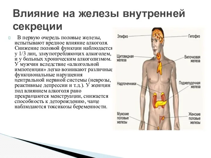 В первую очередь половые железы, испытывают вредное влияние алкоголя. Снижение половой