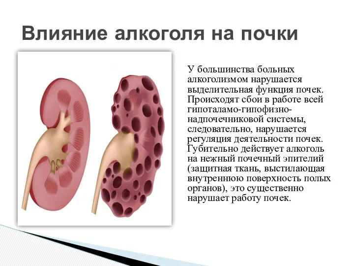 У большинства больных алкоголизмом нарушается выделительная функция почек. Происходят сбои в