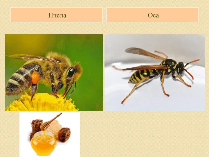 Пчела Оса