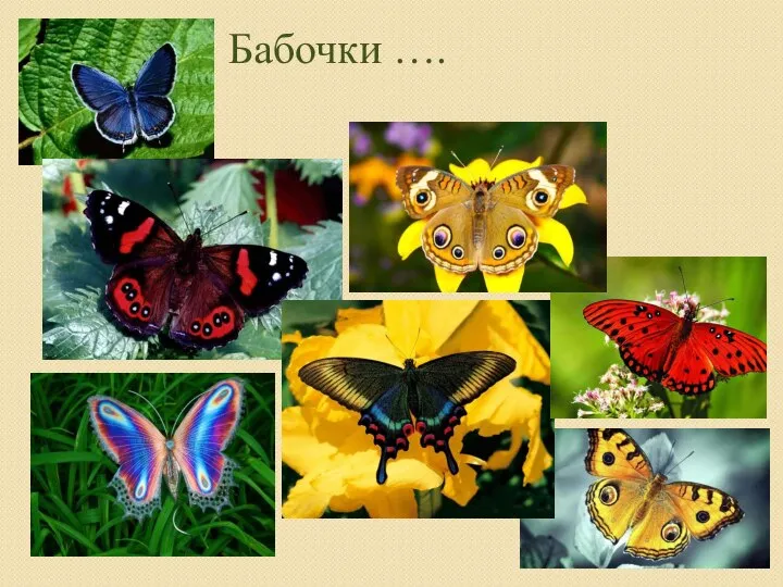 Бабочки ….
